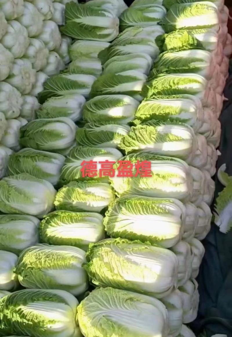 德高盈煌大白菜种子全黄心大白菜种子早熟性好抗根肿病强