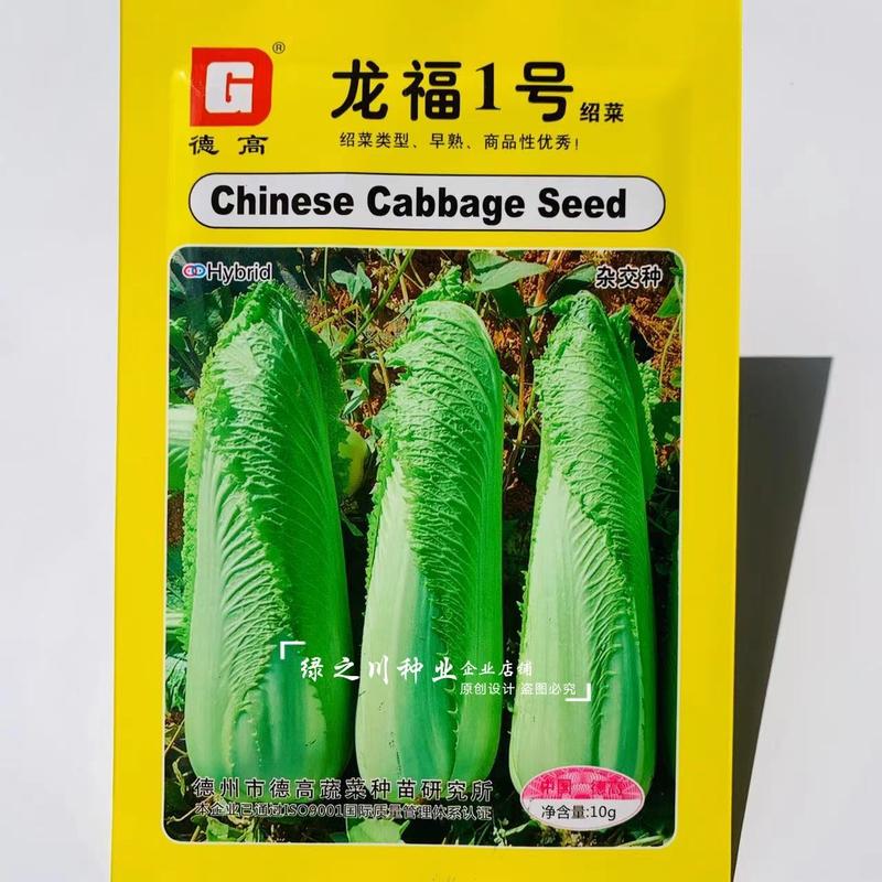 龙福1号绍菜种子黄心早熟一代杂交抗病龙芽菜种子大白菜种子