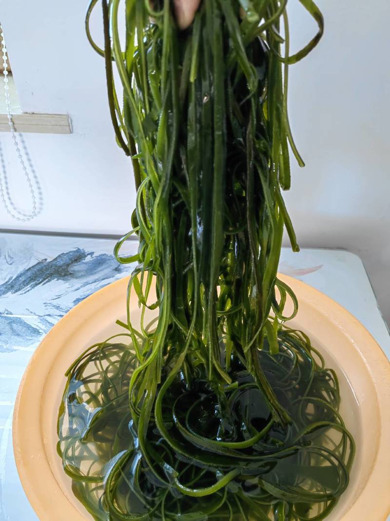 半干厚绿海带丝：半干货.颜色好.长丝多.杂质少.免蒸煮