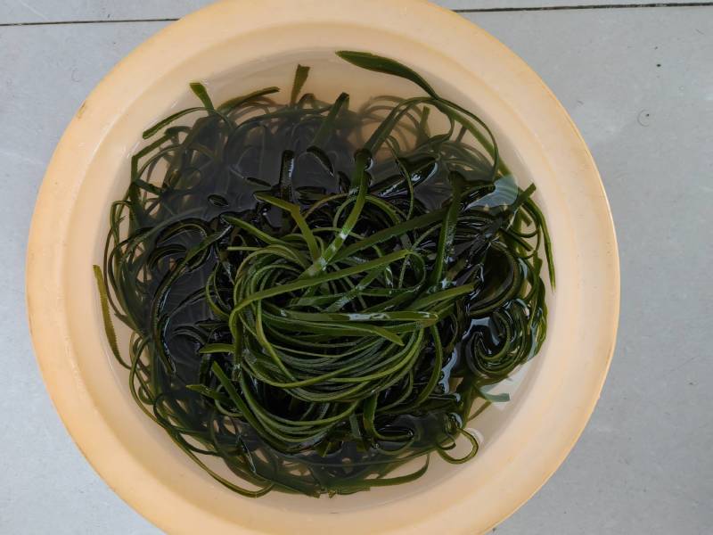 半干厚绿海带丝：半干货.颜色好.长丝多.杂质少.免蒸煮