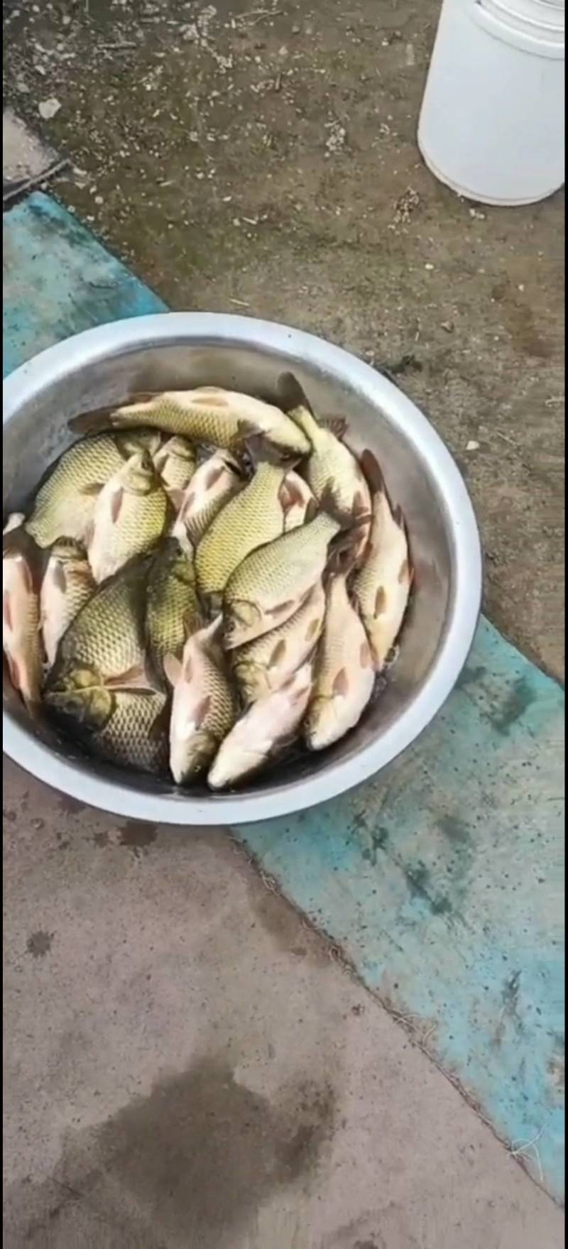 黄金鲫银鲫江都鲫常州鲫中科三号中科五号海大百龙鲫