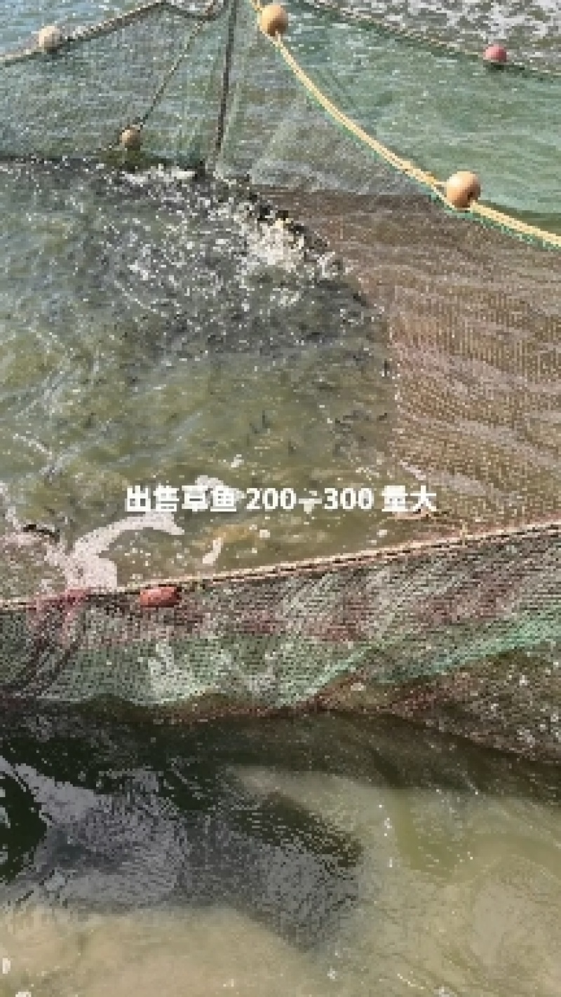 黄金鲫银鲫江都鲫常州鲫中科三号中科五号海大百龙鲫