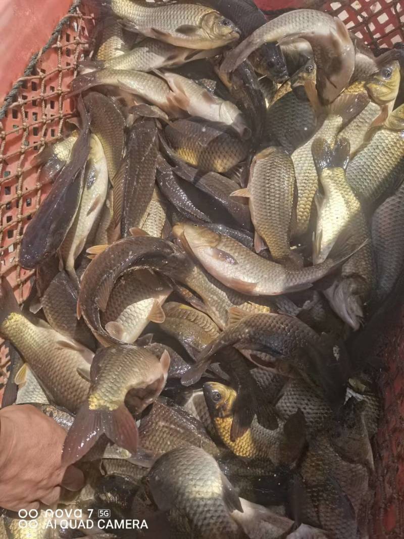黄金鲫银鲫江都鲫常州鲫中科三号中科五号海大百龙鲫