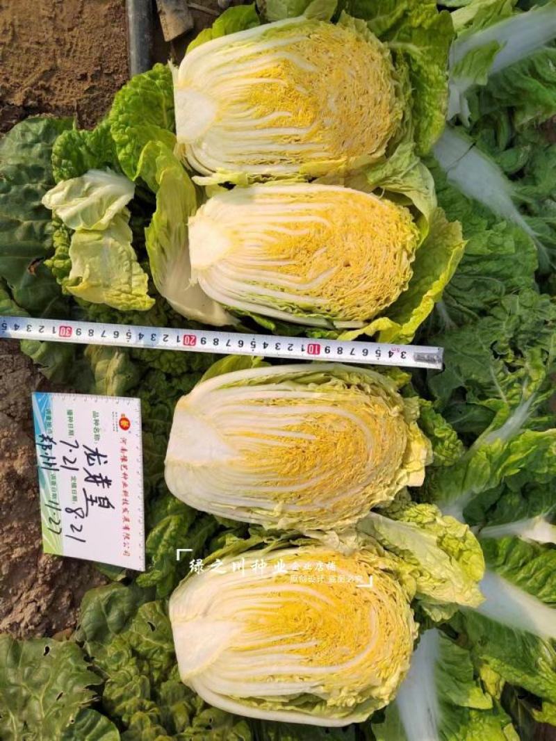 豫艺龙芽皇二号白菜种子橘红心大白菜种子营养价值高抗病