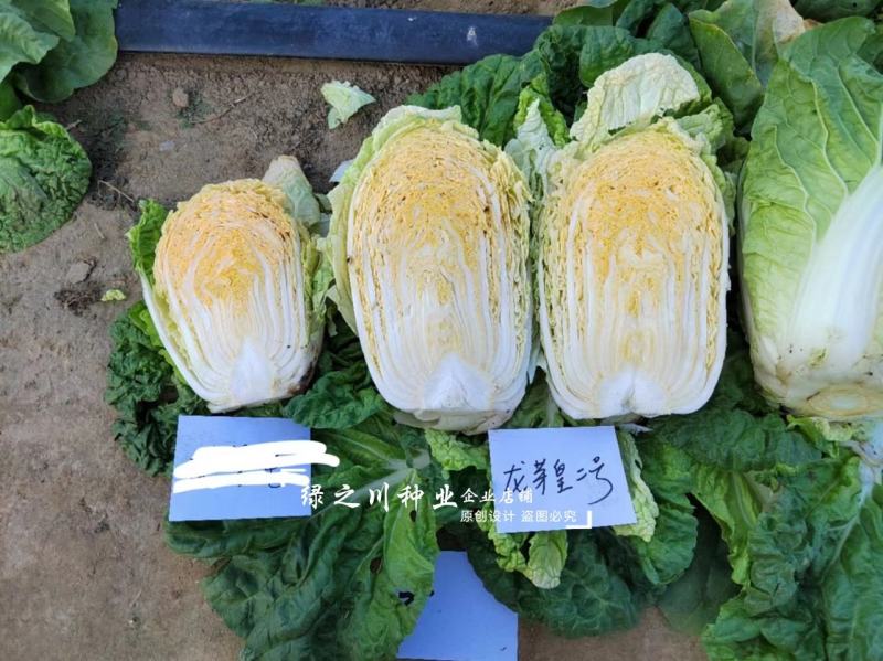 豫艺龙芽皇二号白菜种子橘红心大白菜种子营养价值高抗病