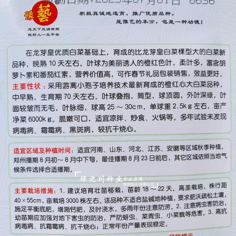 豫艺龙芽皇二号白菜种子橘红心大白菜种子营养价值高抗病
