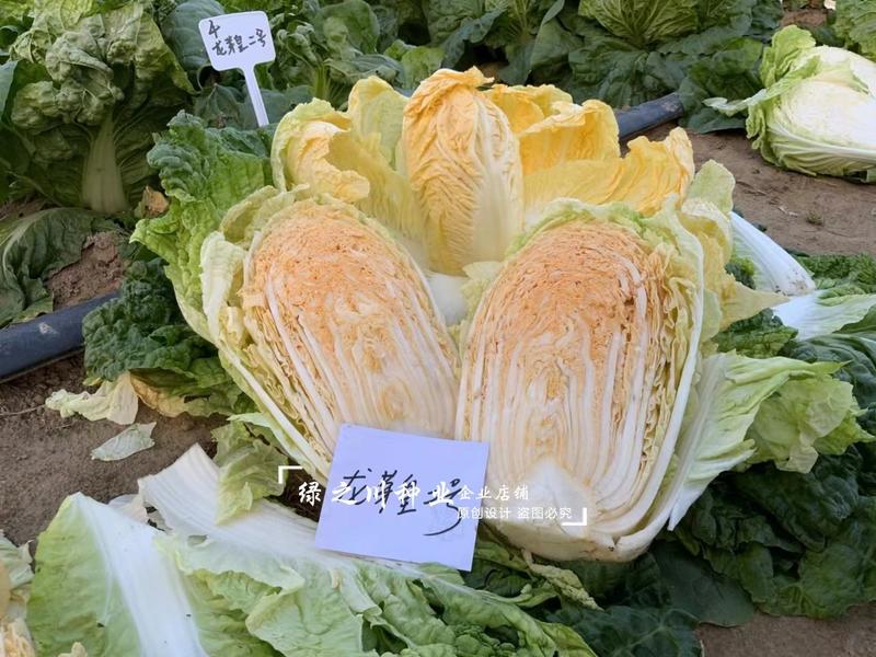豫艺龙芽皇二号白菜种子橘红心大白菜种子营养价值高抗病