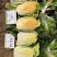 豫艺龙芽皇二号白菜种子橘红心大白菜种子营养价值高抗病
