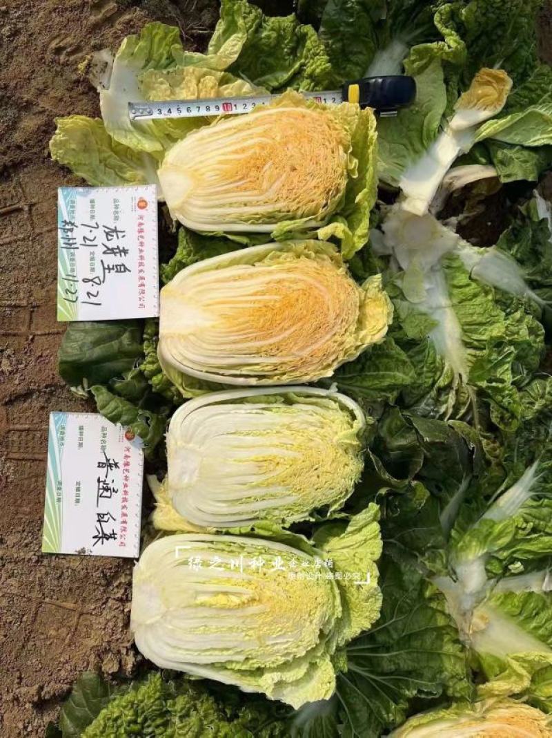 豫艺龙芽皇二号白菜种子橘红心大白菜种子营养价值高抗病