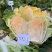 豫艺龙芽皇二号白菜种子橘红心大白菜种子营养价值高抗病