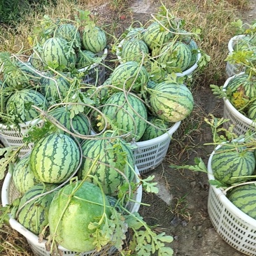 上海8424露天头茬瓜，七毛一斤，保质保量，大批量上市
