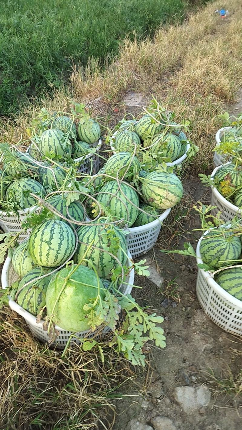 上海8424露天头茬瓜，七毛一斤，保质保量，大批量上市