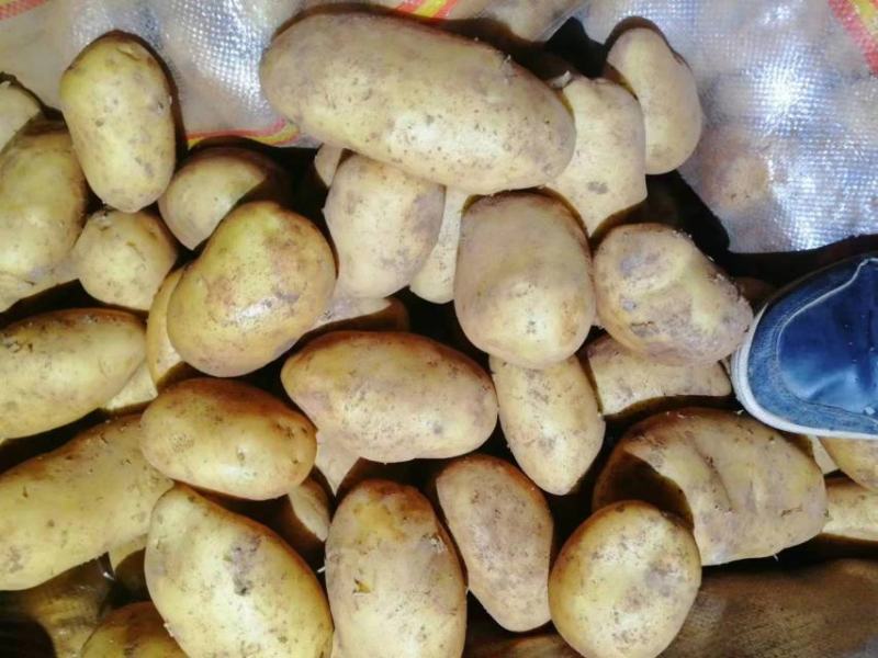 热卖精品土豆，产地大降价，质优价廉，专业土豆代办