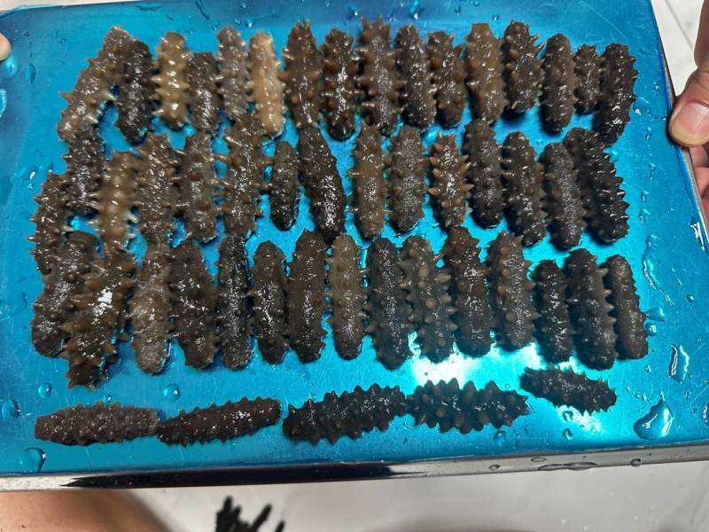 纯淡干小刺参的海参辽参发头好价格优惠