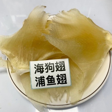 海狗翅浦鱼翅天九鱼翅各种规格齐全一手货源
