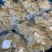 海狗翅浦鱼翅天九鱼翅各种规格齐全一手货源