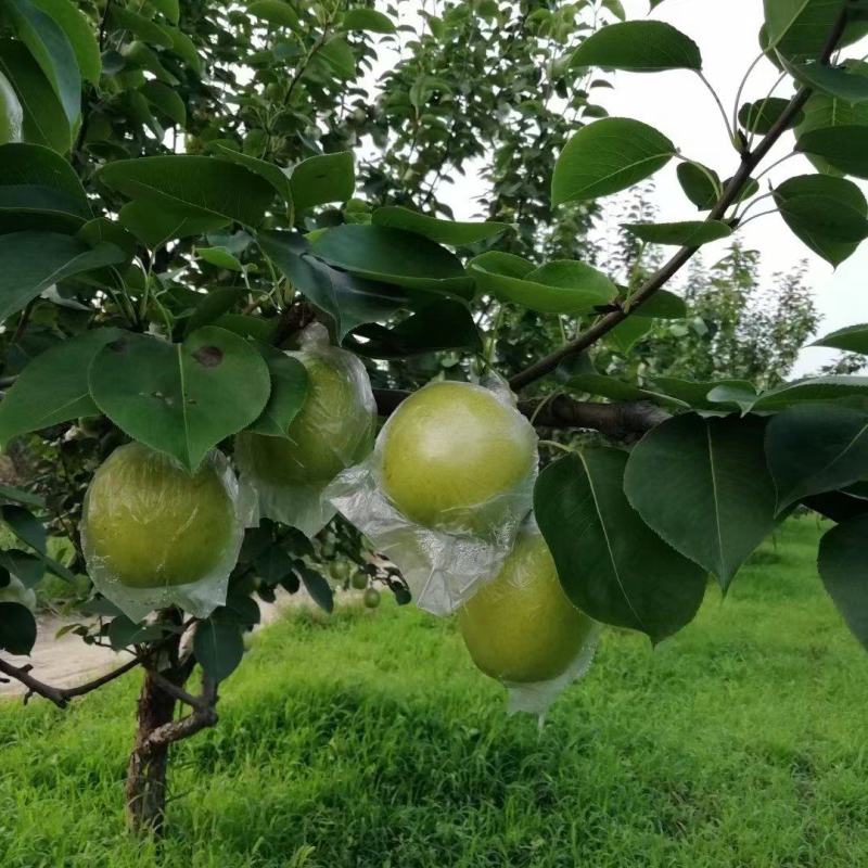 【热卖】河北本地青皇梨皇冠梨大量有货保质保量价格可来电详谈