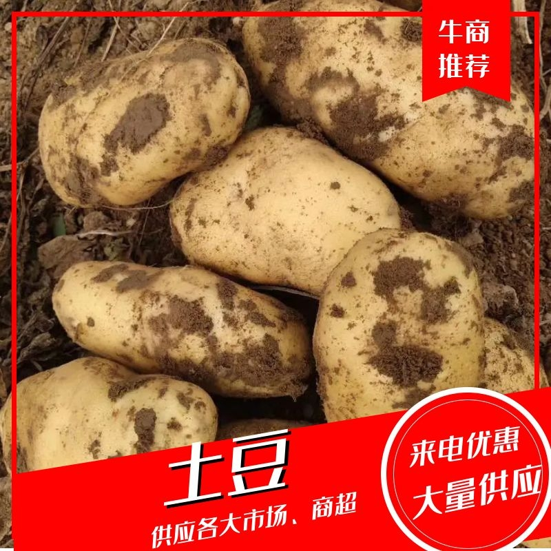 【精品】山西土豆/忻州沃土土豆/大量现货/代发全国市场