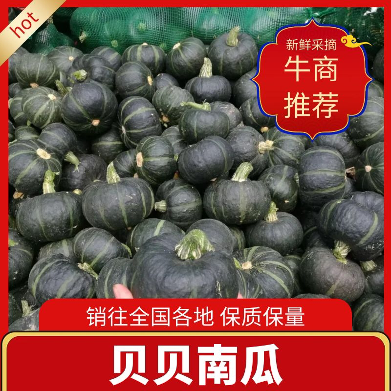山西忻州贝贝南瓜产地直发货源充足欢迎来电咨询。