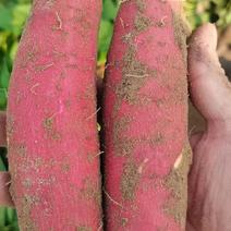 西瓜红蜜薯电商巿场社区团购一件品种纯正