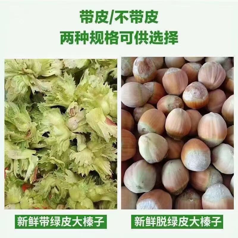 辽宁大榛子大量有货，通货，达维，玉坠，支持一件代发