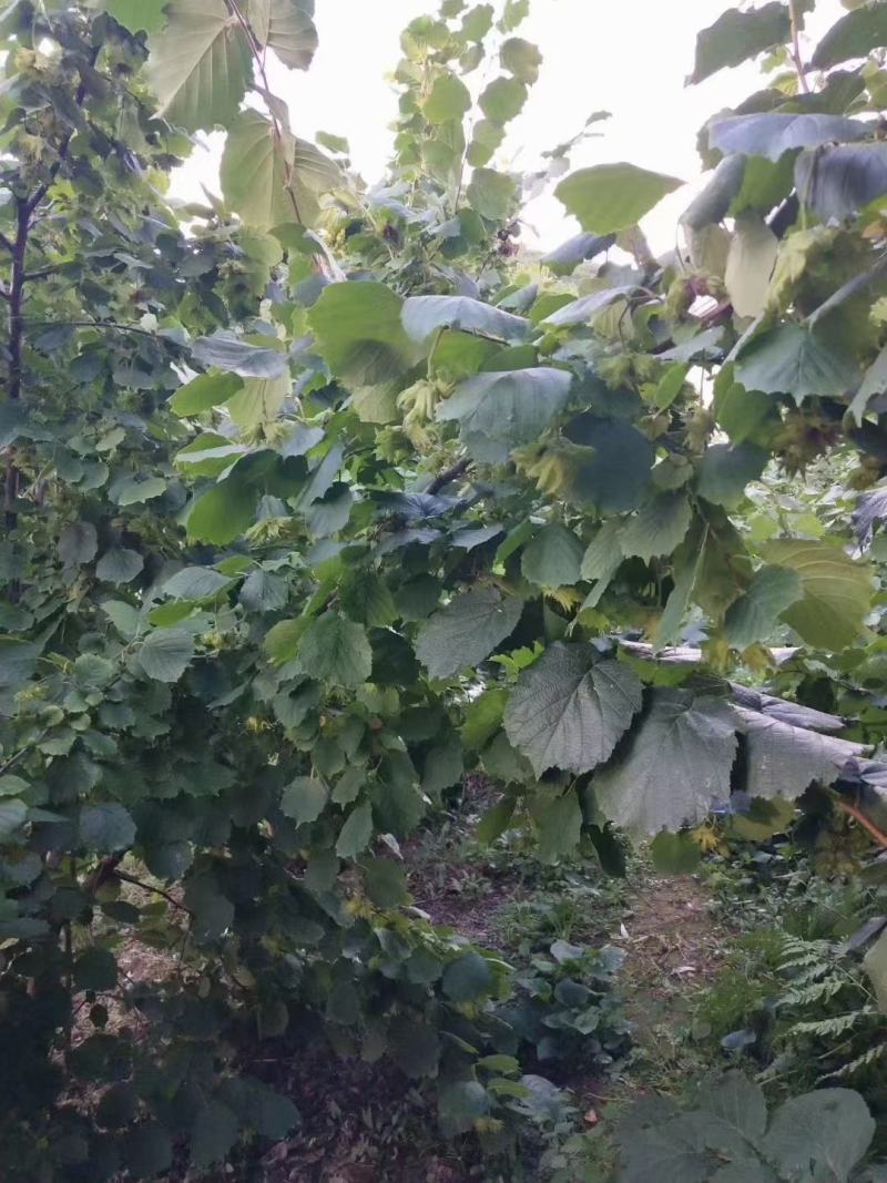 辽宁大榛子大量有货，通货，达维，玉坠，支持一件代发