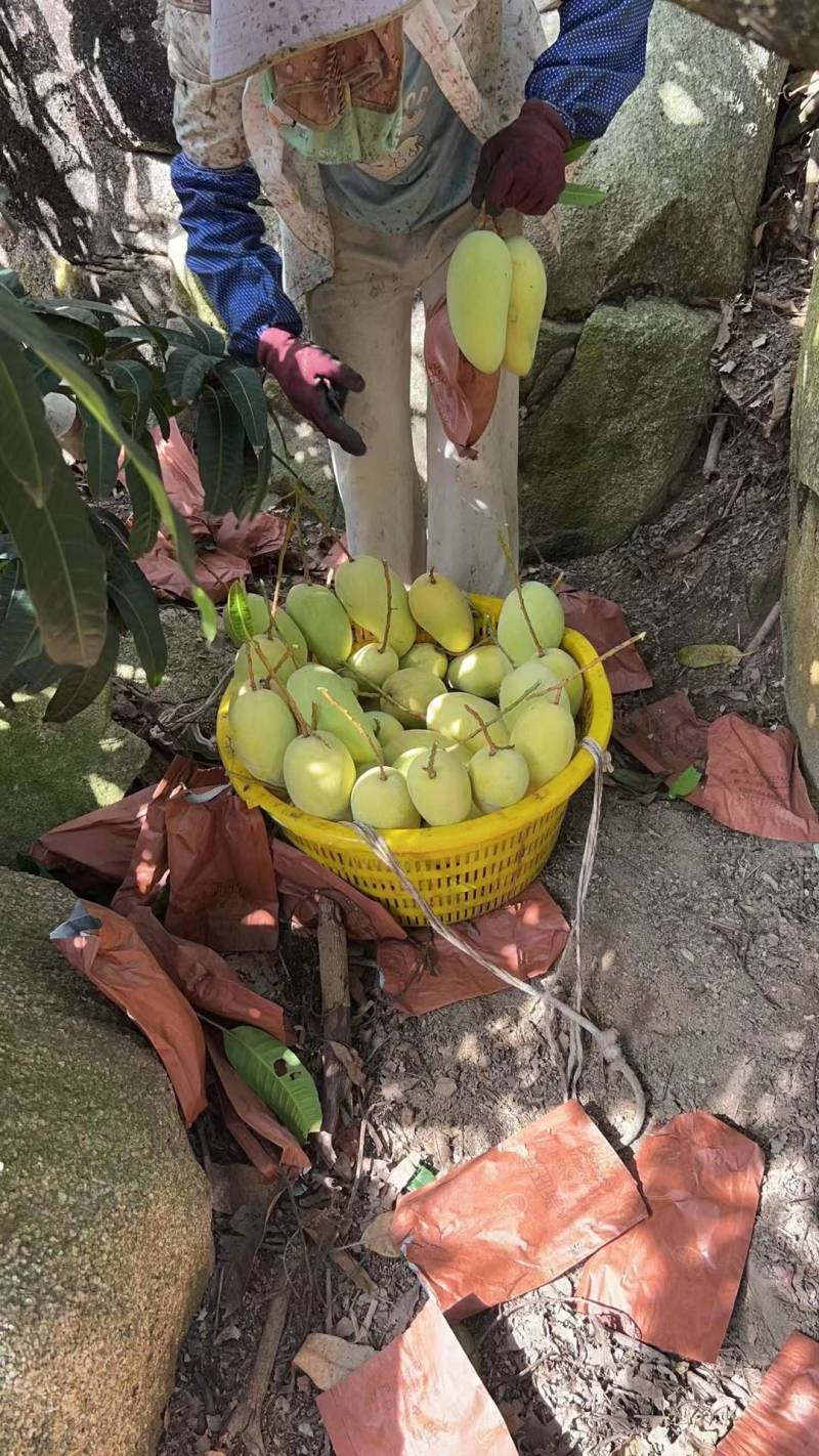 云南景东晚熟芒果支持代收代发个头均匀口感佳欢迎来电