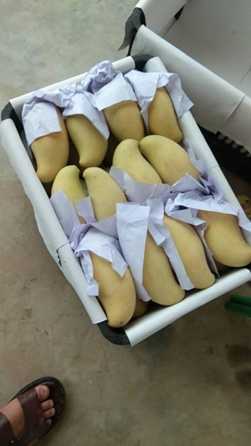 云南景东晚熟芒果支持代收代发个头均匀口感佳欢迎来电