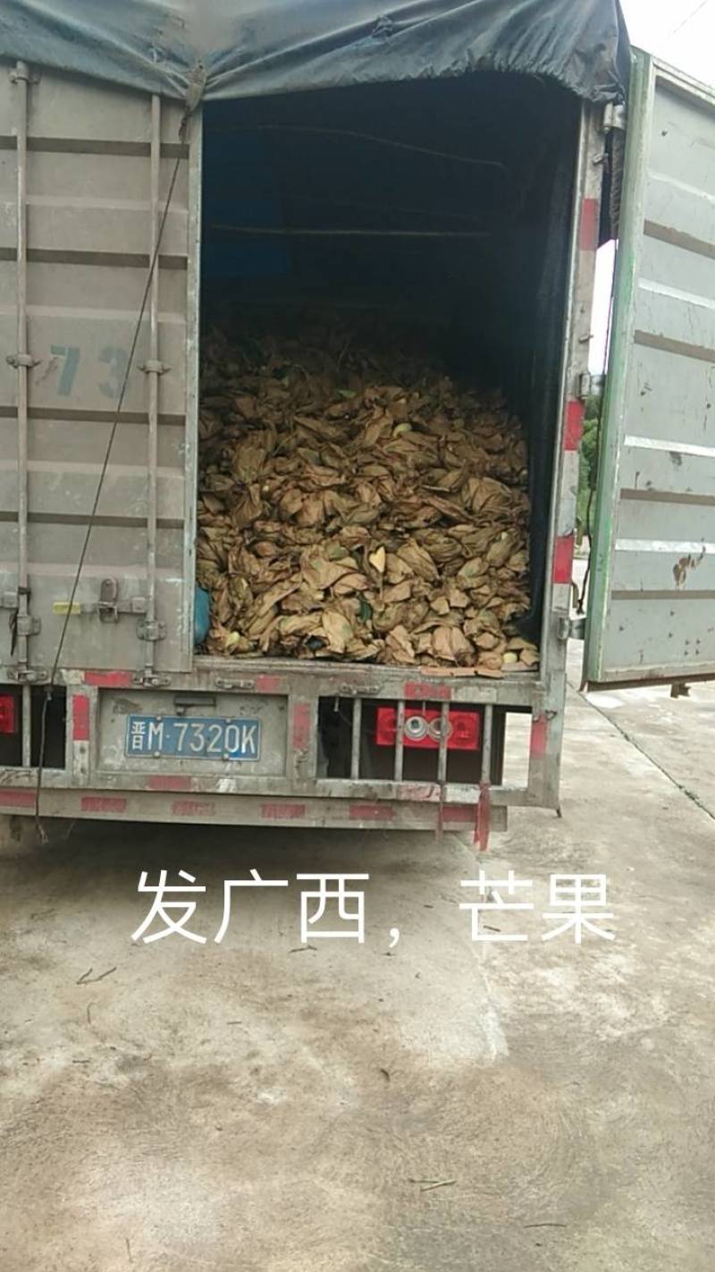 云南景东晚熟芒果支持代收代发个头均匀口感佳欢迎来电