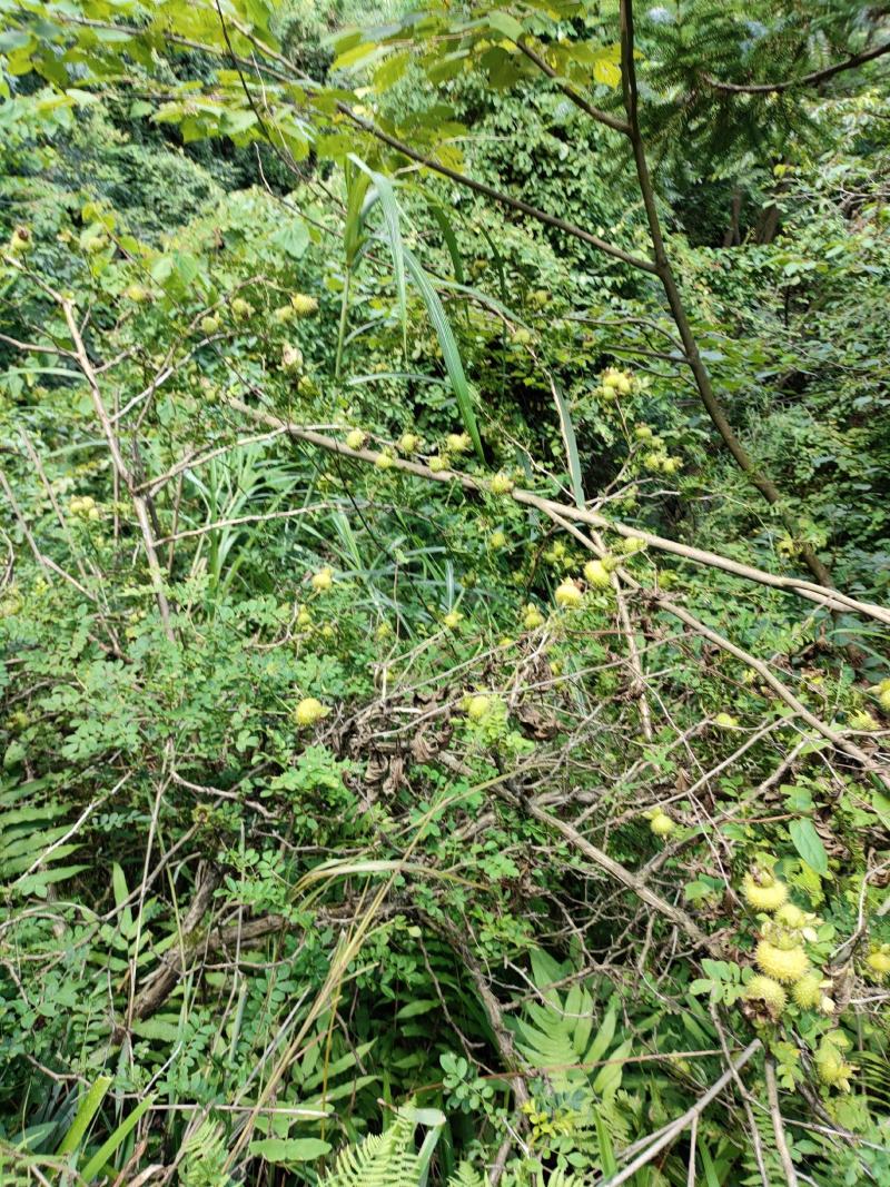 贵州野生刺梨