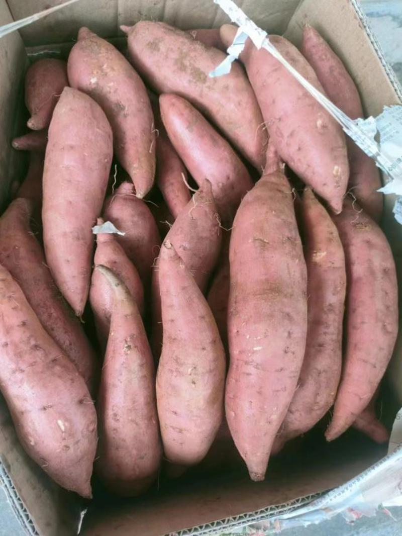 广西沙地西瓜红薯，3两以上无裂痕，质优价廉产地直销欢迎咨