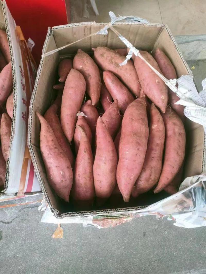 广西沙地西瓜红薯，3两以上无裂痕，质优价廉产地直销欢迎咨
