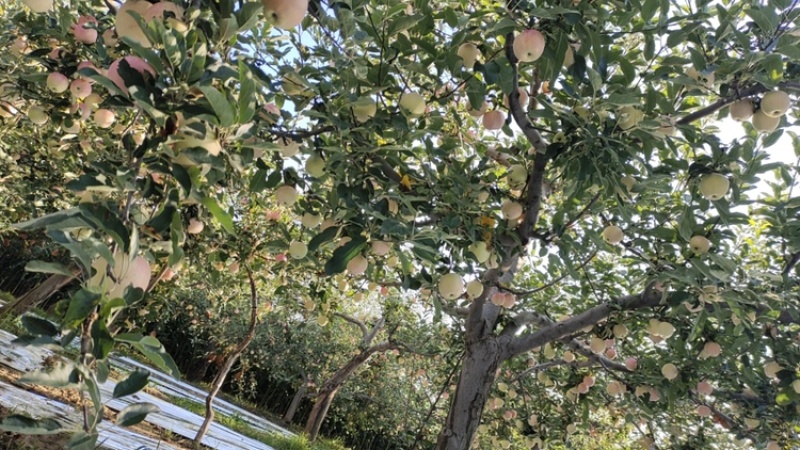 陕西精品嘎拉苹果产地直供量大从优一条龙服务
