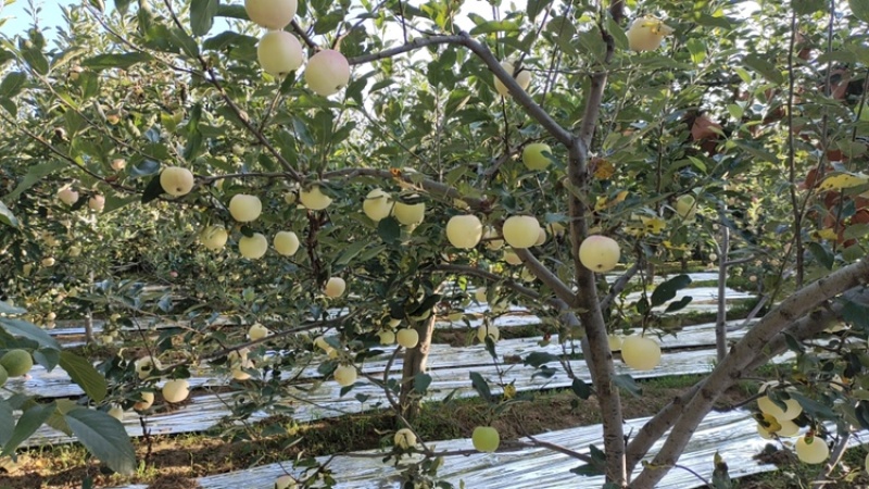 陕西精品嘎拉苹果产地直供量大从优一条龙服务