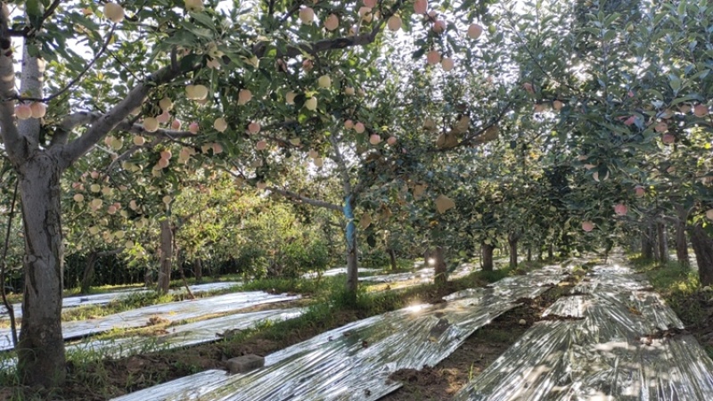 陕西精品嘎拉苹果产地直供量大从优一条龙服务