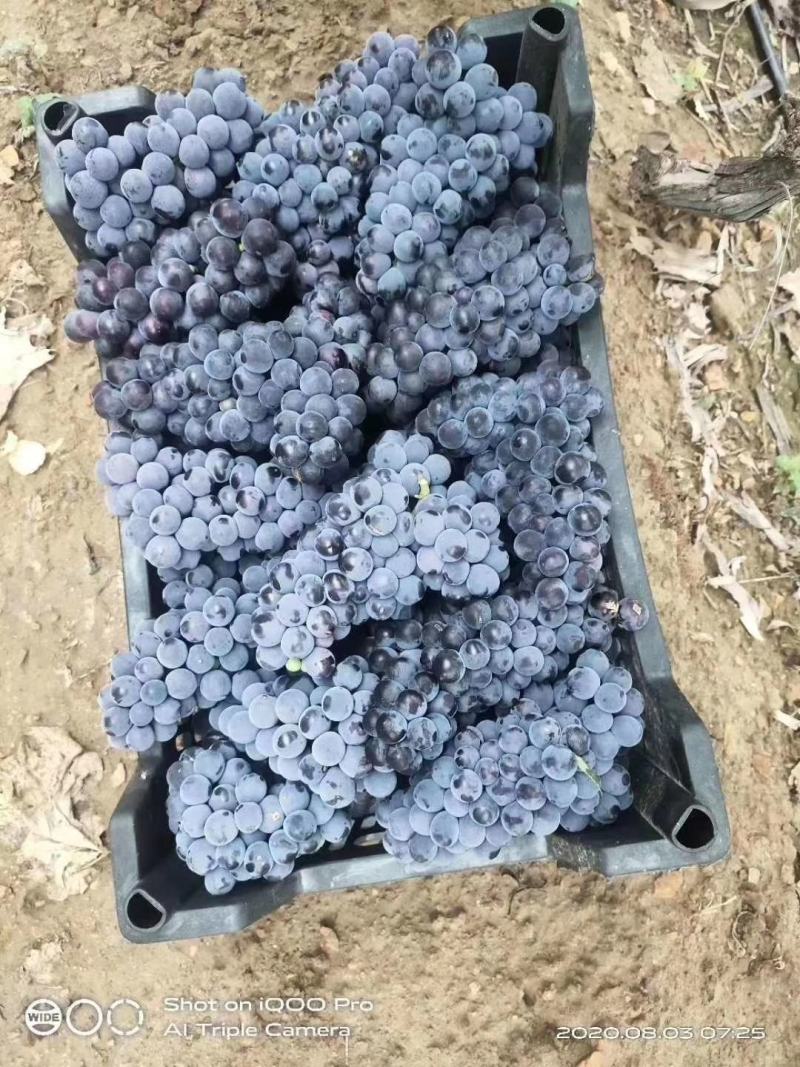 锦州康贝尔酿酒葡萄上市，辽宁省凌海万亩主产区。