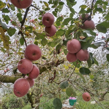 云南昭通苹果