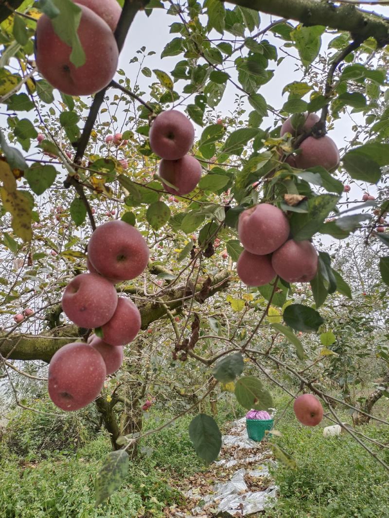 云南昭通苹果
