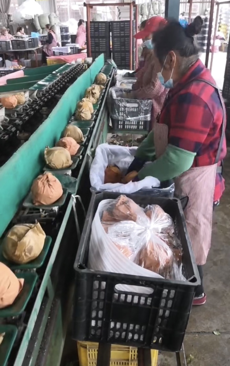 莱西秋月梨甘甜无渣支持落地配一件代发合作市场电商微商