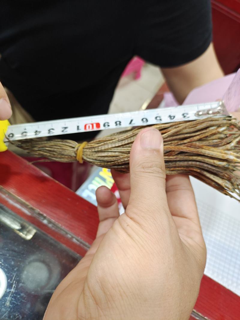 海龙小海龙可泡酒可煲汤包邮