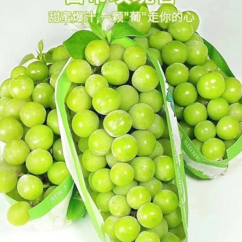 万亩阳光玫瑰大量无忧产地直发欢迎全国老前来考察