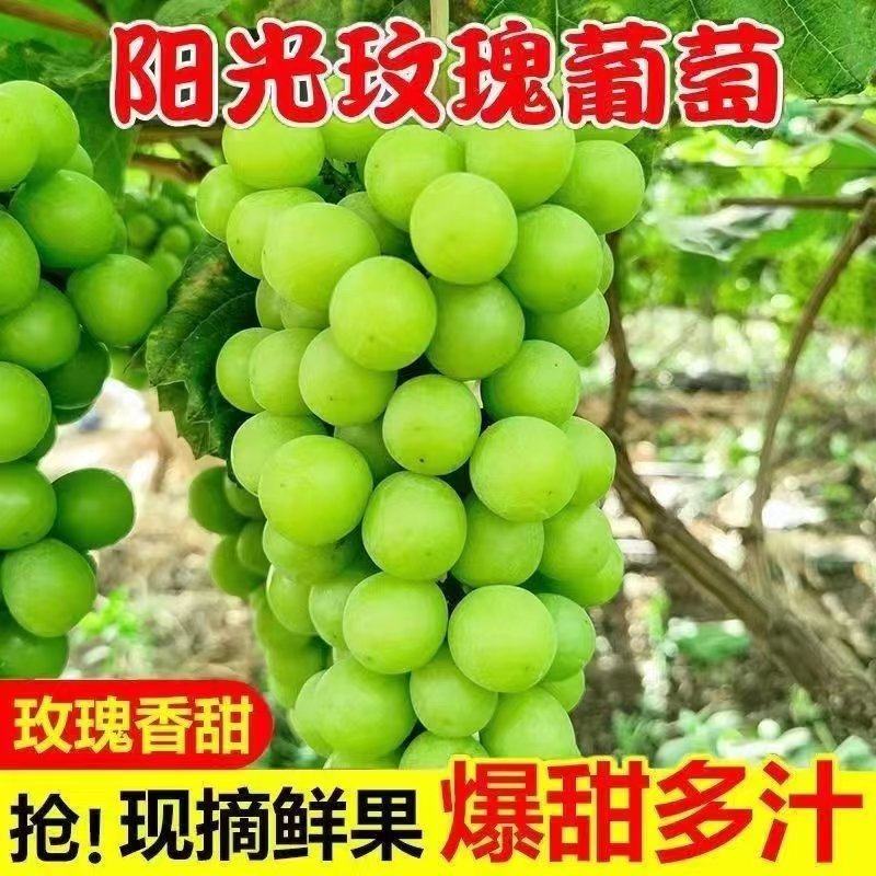 万亩阳光玫瑰大量无忧产地直发欢迎全国老前来考察