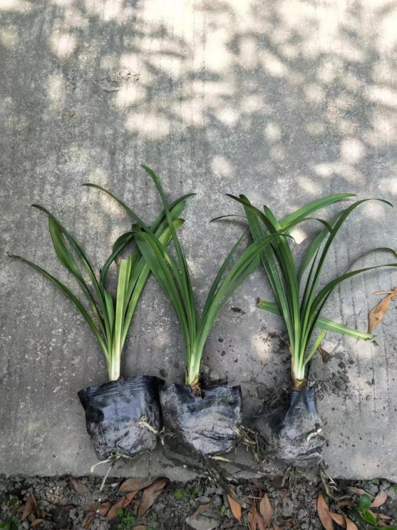 草坪草麦冬草台湾二号草混播草葱兰各种地被草