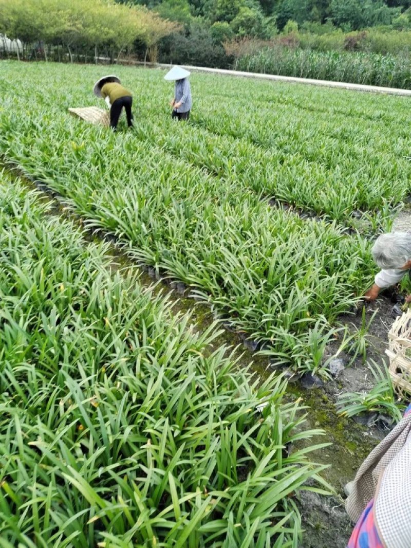 草坪草麦冬草台湾二号草混播草葱兰各种地被草