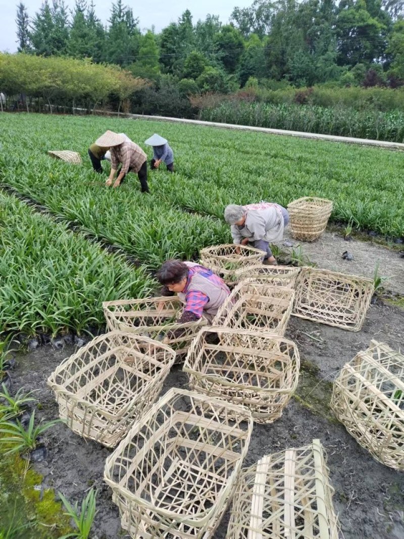 草坪草麦冬草台湾二号草混播草葱兰各种地被草