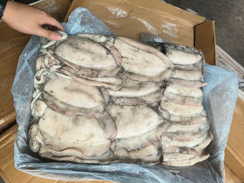 墨鱼大墨鱼干墨鱼无泡水墨鱼乌贼大乌贼300/400400