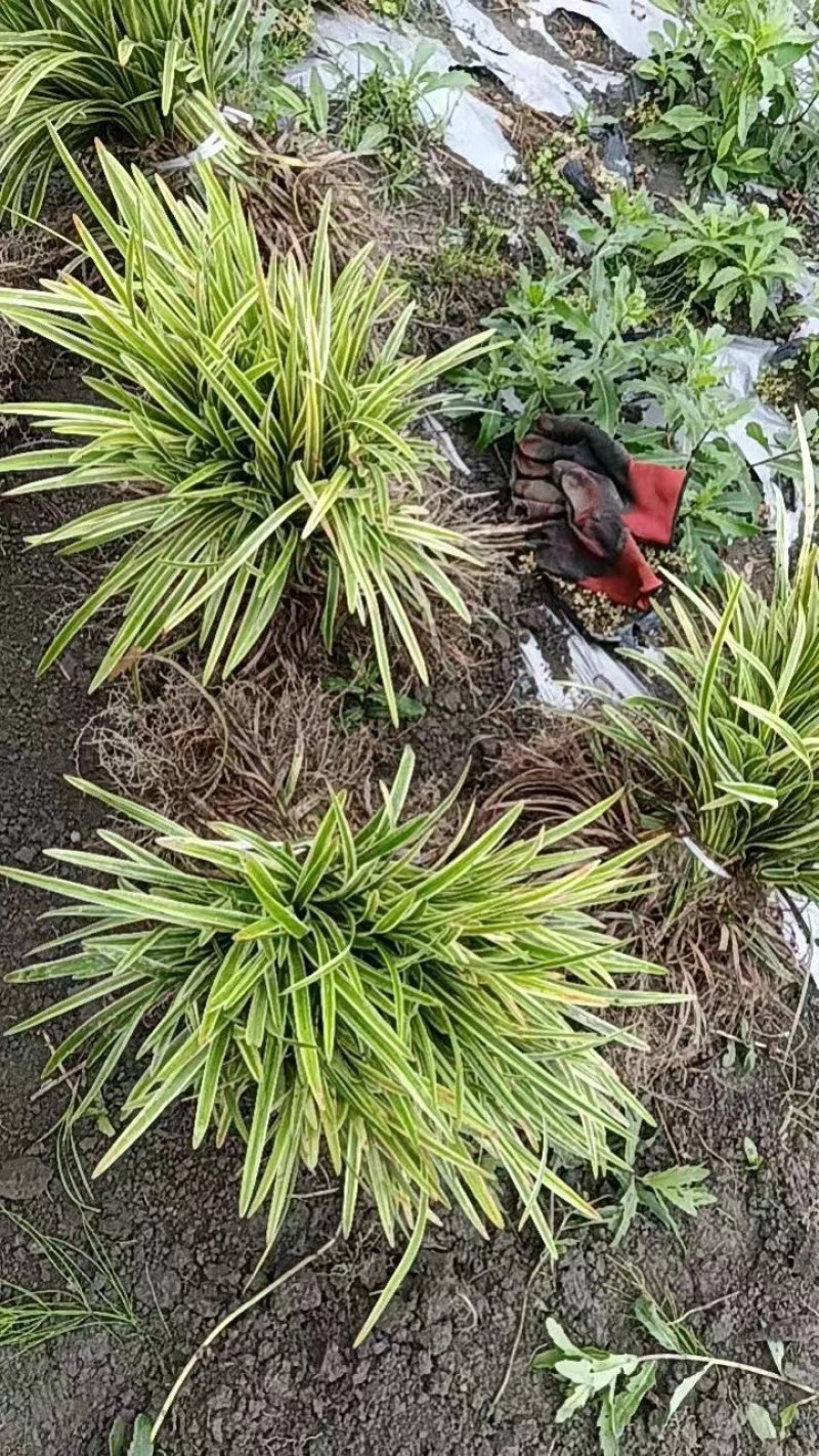 草坪草麦冬草台湾二号草混播草葱兰各种地被草