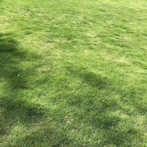 草坪草麦冬草台湾二号草混播草葱兰各种地被草