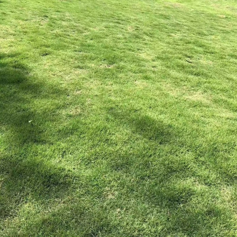 草坪草麦冬草台湾二号草混播草葱兰各种地被草