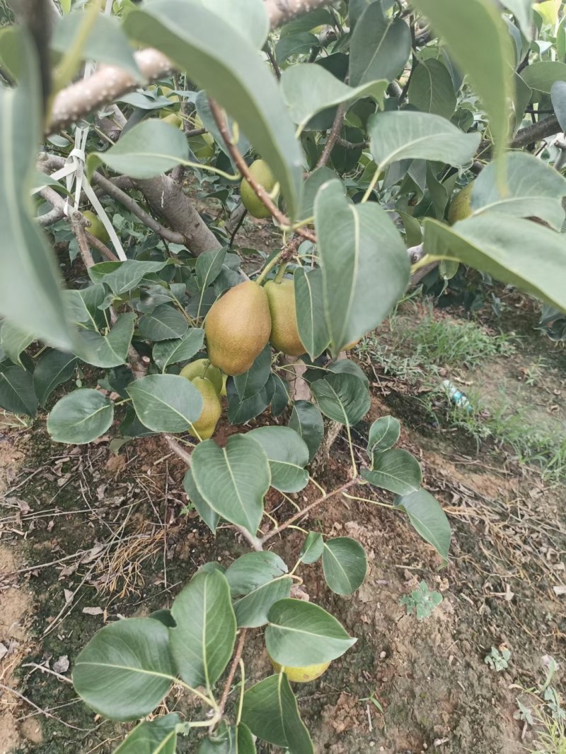 【推荐】陕西红香酥梨脆甜大量上市货源充足欢迎咨询